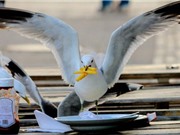 Mòng biển đô thị chọn thức ăn bằng cách quan sát con người ăn gì 